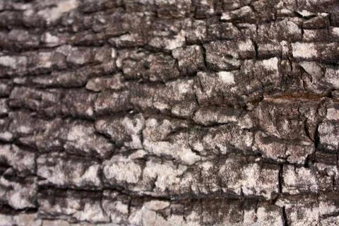 Pattern of the wood. Stock Photos