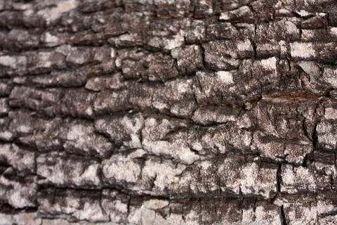 Pattern of the wood. Stock Photos