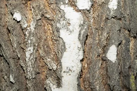 Pattern of wooden birch bark texture. Tree Stock Photos