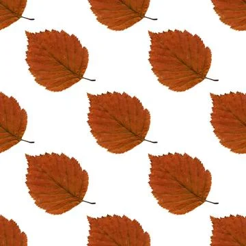 Pattern yellow autumn leaf herbarium Stock Illustration