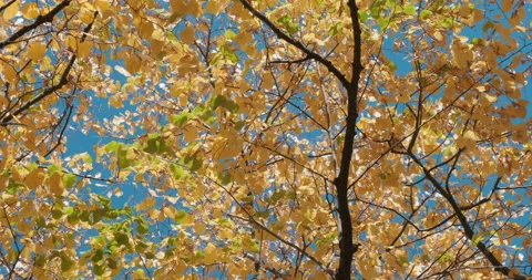 Pattern of yellow autumn leaves on blue sky sway from light wind Stock Footage 135047612