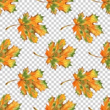 Pattern yellow autumn maple leaves watercolor 스톡 일러스트
