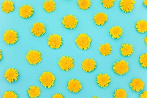 Pattern of of yellow dandelions on blue background, as a backdrop or texture. Stock Photos