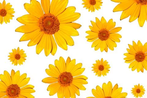 Pattern yellow flower daisies on a light background. Flowers, top view Fotos de archivo