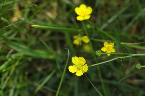 Pattern of yellow flowers on the meadow Foto stock