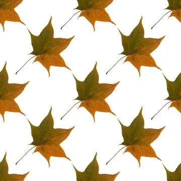 Pattern yellow-green maple leaves herbarium Illustrazione stock