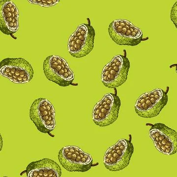 Pattern yellow jackfruit sketch hand drawn 스톡 일러스트
