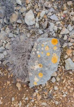 Pattern of yellow lichen spots on the stone Foto stock