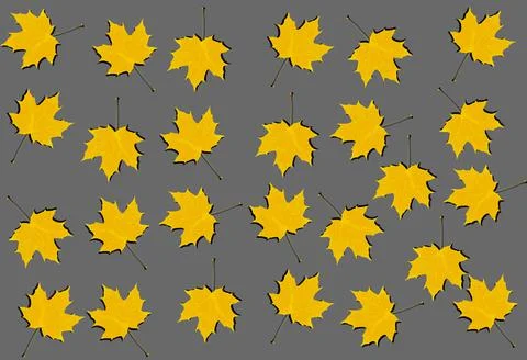 A pattern of yellow maple leaves on a gray background. Stock Photos