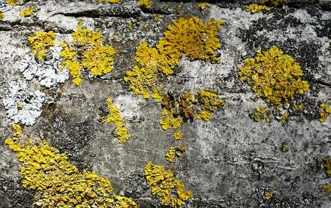 Pattern - yellow moss on a stone wall Stock Photos