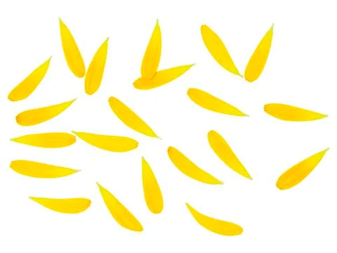 A pattern of yellow petals isolated on white background. Stock Photos