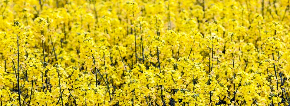 Pattern of yellow rape field Stock Photos