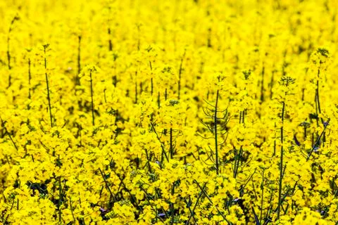 Pattern of yellow rape field Stock Photos