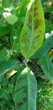 Pattern of a young banana tree leaf with unique green and brown Stock Photos