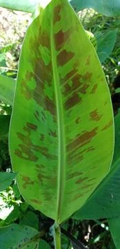 Pattern of a young banana tree leaf with unique green and brown Stock-Fotos