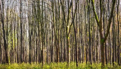 Pattern of young trees in forest Stock Photos