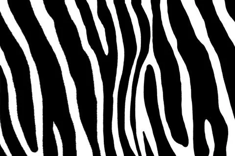 Pattern with zebra print. Black white background.	 Stock Photos