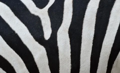 Pattern of a zebra skin Stock Photos