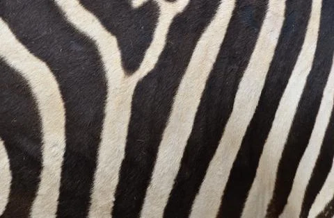 Pattern of a zebra skin 스톡 사진