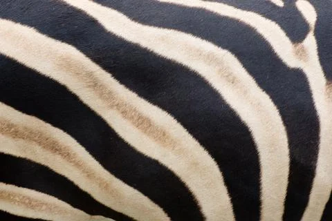 Pattern of zebra skin Stock Photos