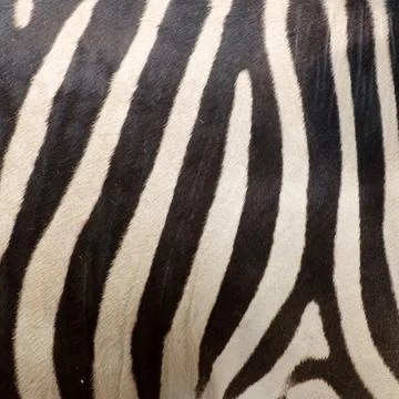 Pattern of zebra skin Stock Photos