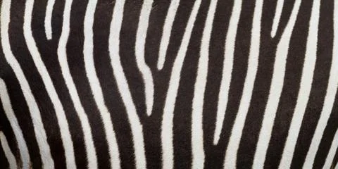 Pattern of zebra skin useful for panoramic background Stock Photos