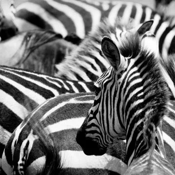 Pattern of zebras Foto stock