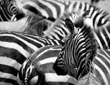 Pattern of zebras Foto stock