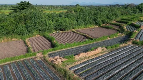 Patterned agricultural set against horizon with gentle mist overhead Stock Footage 332433522