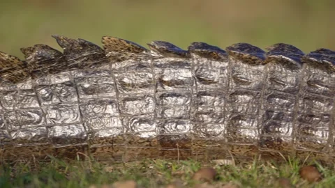 Patterned Armor on a Yacare Caiman’s Back Stock Footage 348333085