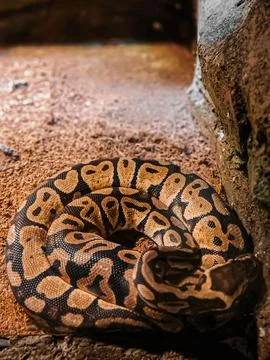 Patterned ball pythons Stock Photos