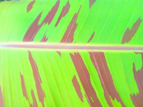 Patterned banana leaves Stock Photos