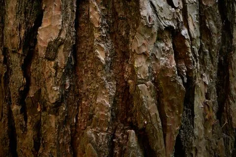 Patterned bark of pine tree. Rugged surface of coniferous trunk. Closeup picture Stock Photos