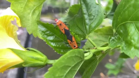 Patterned beetle Stock Footage 276101762