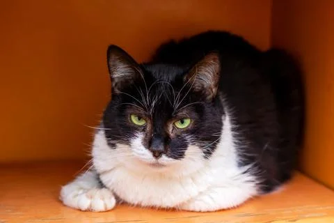 A patterned black and white cat with green eyes is laying peacefully 스톡 사진