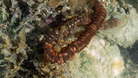 Patterned Body Texture of Elongated Marine Invertebrate Underwater Vídeos de archivo 337222975