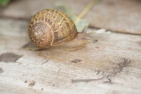 Patterned brown and tan garden snail exploring a wood panel 写真素材
