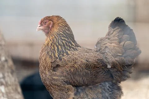 Patterned brown hen in coop, standing on straw, alert pose, textured feathers Stock Photos