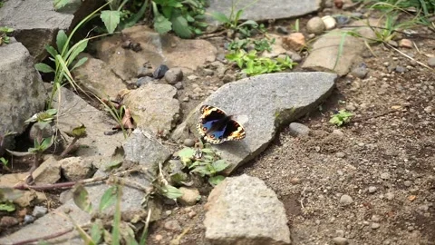 A patterned butterfly resting on small stones in an outdoor natural environment. Video stock 326320710