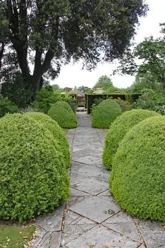 A patterned concrete block walkway between rounded topiary shrubs in an Engli Foto stock