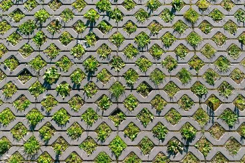 Patterned concrete grid with green grass and plants growing through openings Stock Photos