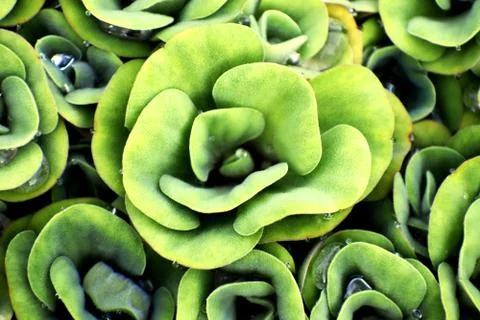 A patterned Decorative Water Plants Stock Photos