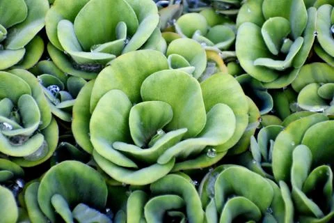 A patterned Decorative Water Plants Stock Photos