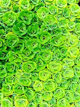 A patterned Decorative Water Plants Stock Photos