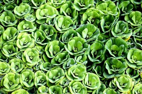 A patterned Decorative Water Plants Stock Photos