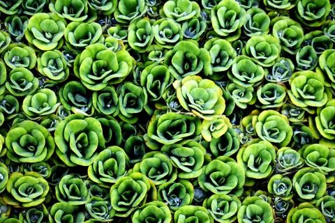 A patterned Decorative Water Plants Stock Photos