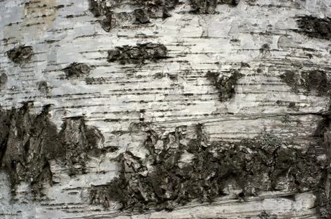 Patterned drawing on birch trunk Stock Photos