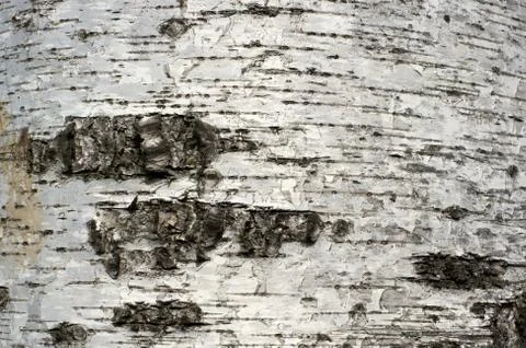 Patterned drawing on birch trunk Stock Photos