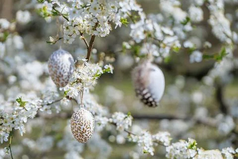 Patterned Easter eggs on blooming tree in spring Stock Photos