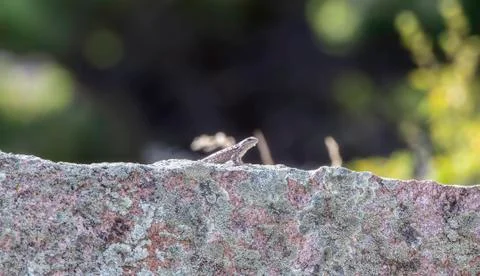 A Patterned Eastern Fence Lizard (Sceloporus undulatus) Perched Camouflaged Stock Photos